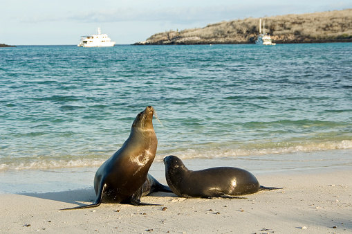 Sea lion relaxing on a sandy beach with view on boats used for tours around the Galapagos Islands, Ecuador. The Galapagos Islands are a UNESCO World Heritage Site.