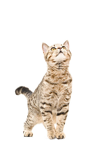 istock Young cat Scottish Straight curious looking up 611080166