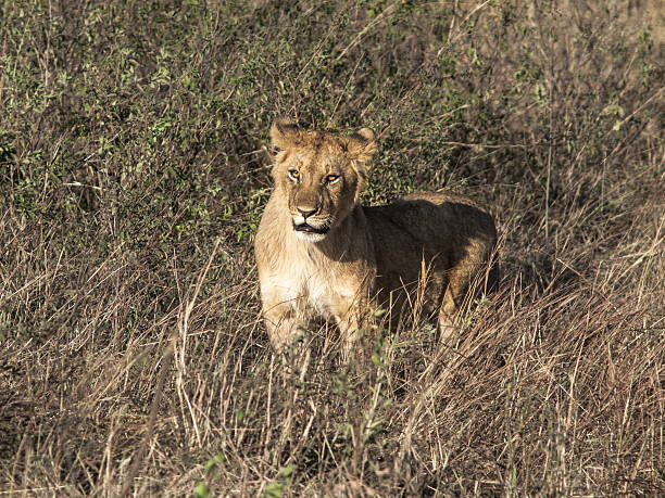 istock Toned image of a lonely lioness with a surprised expression 611080256