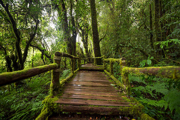 istock Scenic pathway of Ang Ka nature trail Doi Inthanon 611080294