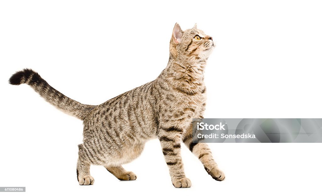 Young cat curious looking up Young cat Scottish Straight curious looking up isolated on white background Animal Stock Photo