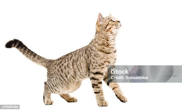Young Cat Curious Looking Up Stock Photo - Download Image Now - Animal, Animal Body Part, Backgrounds