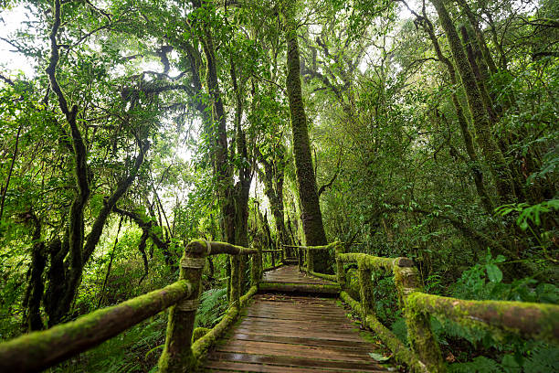 istock Scenic pathway of Ang Ka nature trail Doi Inthanon 611081324