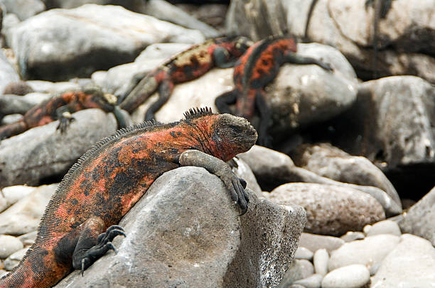 istock Marine Iguanas sunbathing, Galapagos Islands 611081954