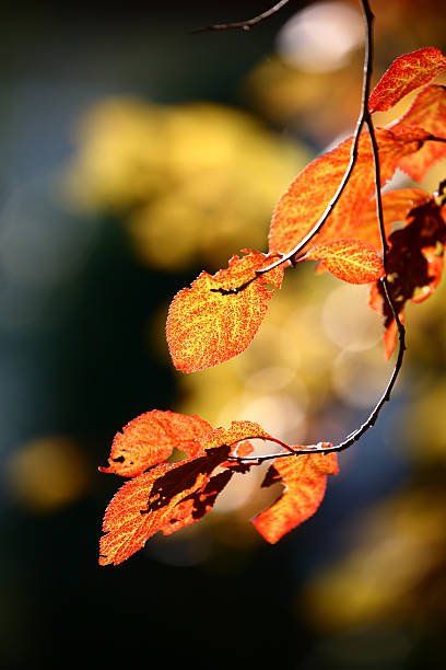 istock Colorful autumn leaves 611083092