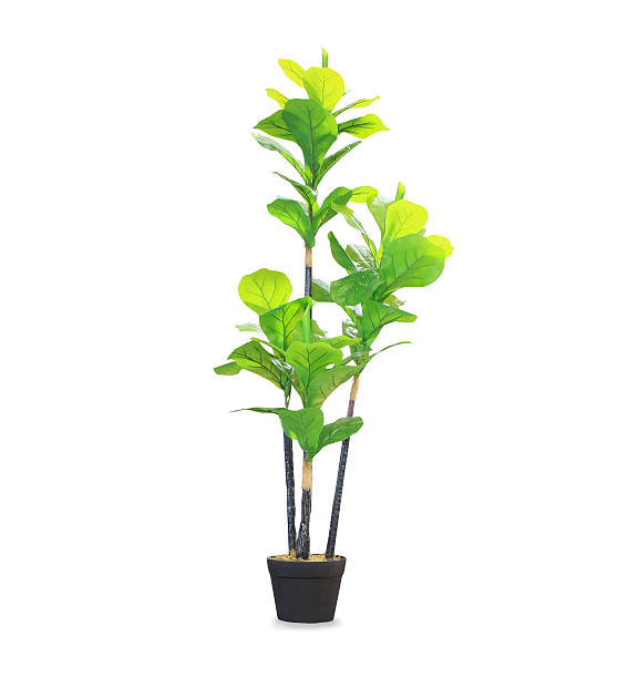 istock Big dracaena palm in a pot isolated over white 611083126