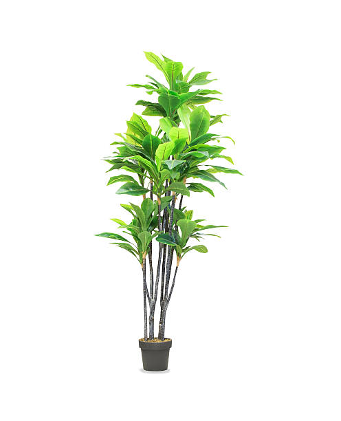 istock Big dracaena palm in a pot isolated over white 611083222
