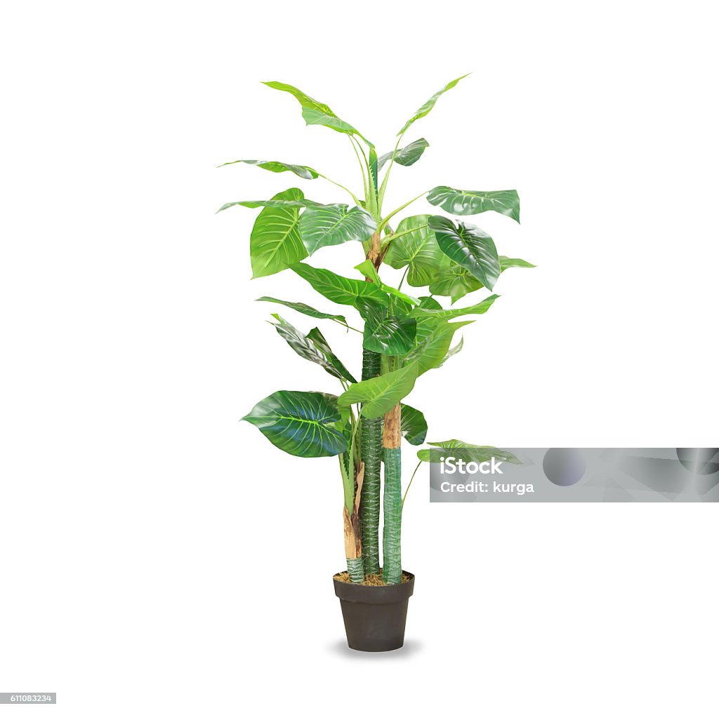 Big dracaena palm in a pot isolated over white Big dracaena palm in a pot isolated over whiteBig dracaena palm in a pot isolated over white Houseplant Stock Photo