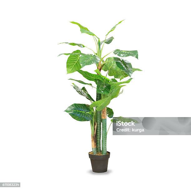 Big Dracaena Palm In A Pot Isolated Over White Stock Photo - Download Image Now - Houseplant, Bamboo - Plant, Cut Out