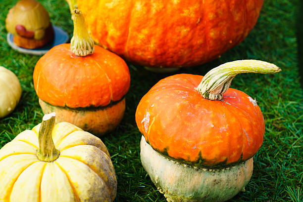istock Varieties of pumpkins and squashes collection 611083582