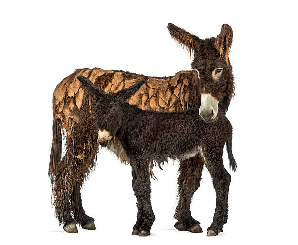 Donkey and her foal, baudet du poitoux isolated on white