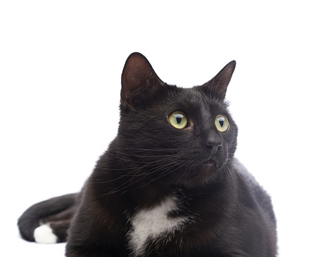 Black cat portrait isolated over the white background