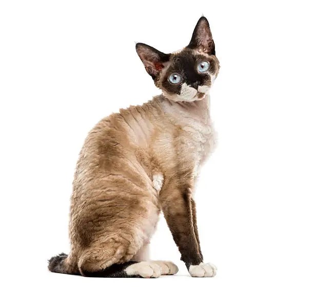 Side view of a Devon rex sitting and staring isolated on white