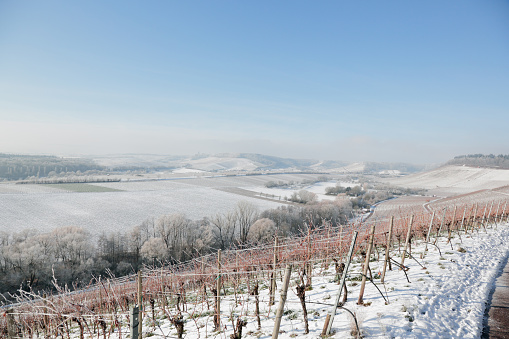 Wine yard on a sunny wintermorning