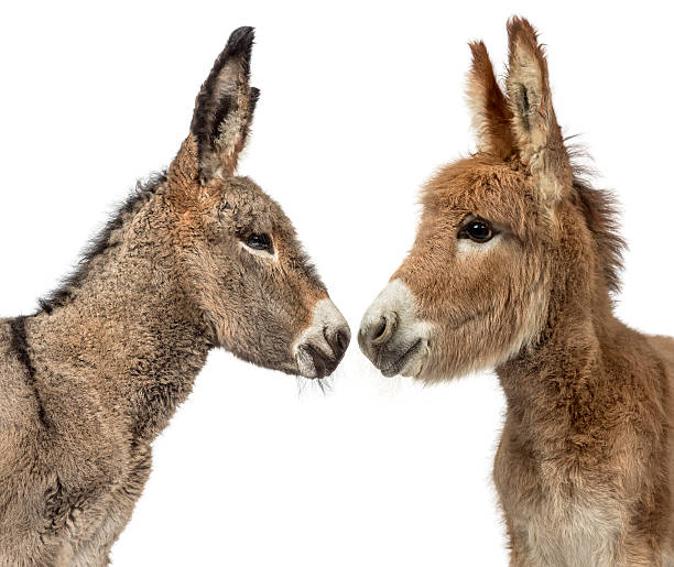 istock Close up of two Provence donkey foal isolated on white 611084724