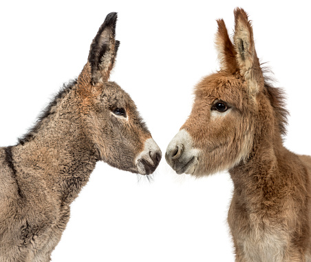 Close up of two young Provence donkey, foal looking at each other isolated on white