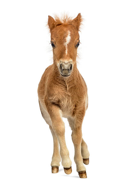 istock Young poney, foal trotting against white background 611084792