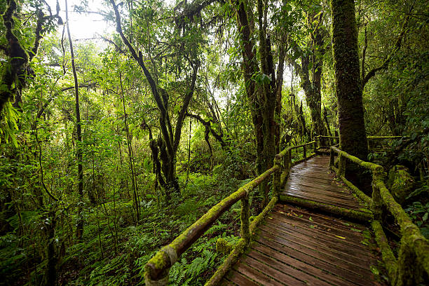 istock Scenic pathway of Ang Ka nature trail Doi Inthanon 611084856