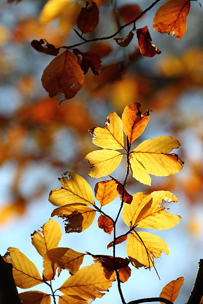 istock Colorful autumn leaves 611084900