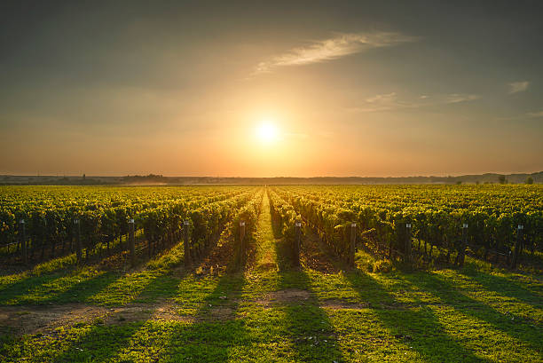 vignoble de bolgheri et castagneto au coucher du soleil en rétroéclairage. maremme - sun sunlight italy florence italy photos et images de collection