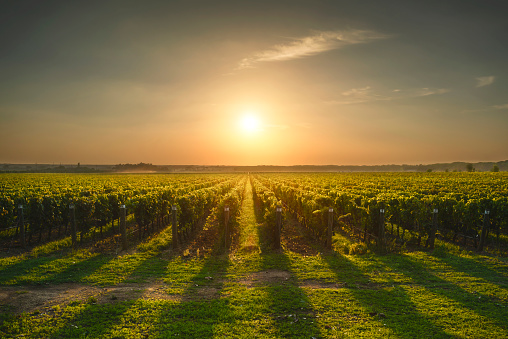 Bolgheri and Castagneto vineyard on sunset in backlight. Maremma Tuscany, Italy, Europe.