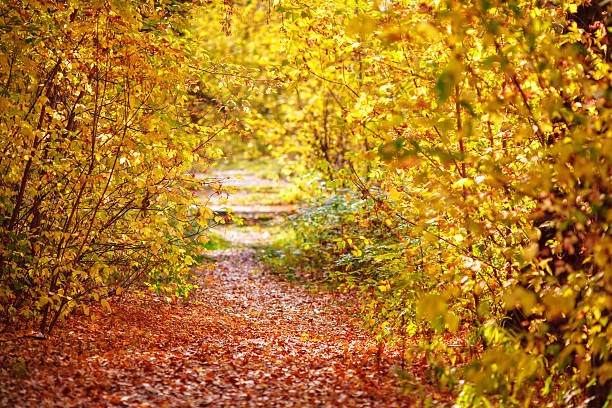istock Pathway with fallen leaves through the colourful autumn forest 611085562