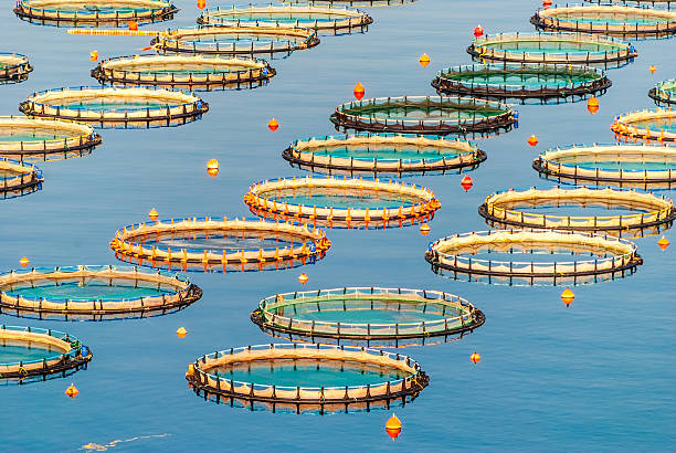 Fish farming in Myrtoan Sea stock photo