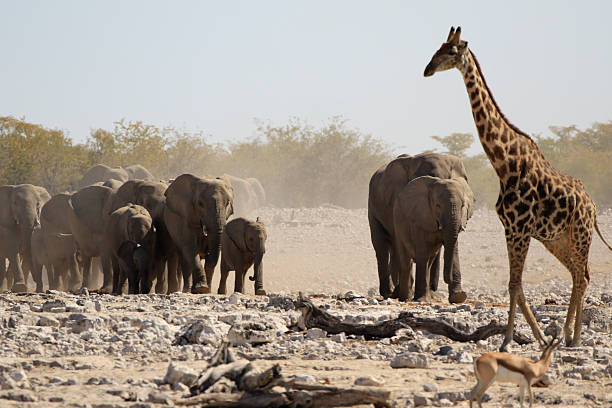 istock African elephants marching watering hole giraffe Etosha Namibia wildlife big 611087214
