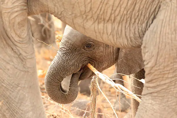 African elephant baby playing trunk feeding learning skill behaviour mother calf big 5 wildlife kruger national park