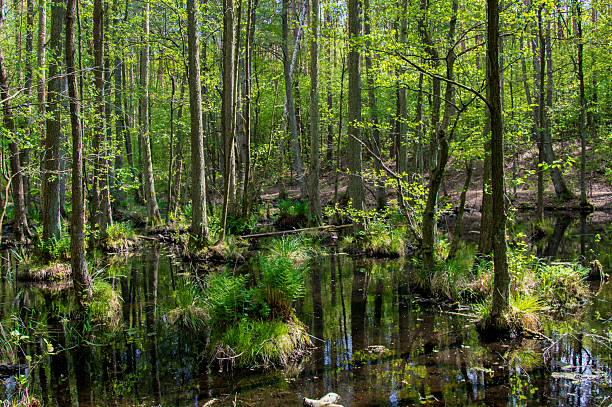 istock Trees in Briesetal, a flooded valley in Germany 611088288