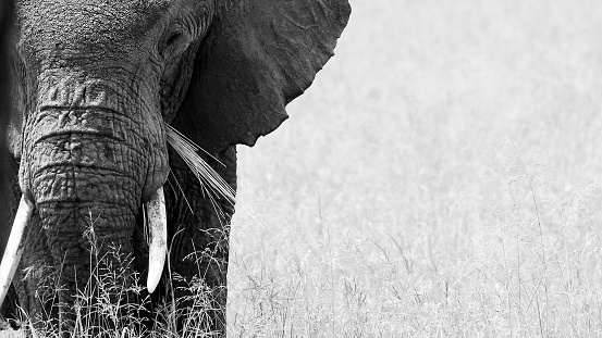 African elephant eating grass serengeti plains tanzania tusk ears black and white safari