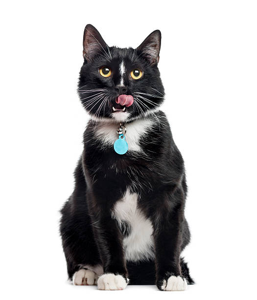 European Shorthair, sitting and licking lips, isolated on white European Shorthair, 1 year old, sitting and licking lips, isolated on white collar stock pictures, royalty-free photos & images