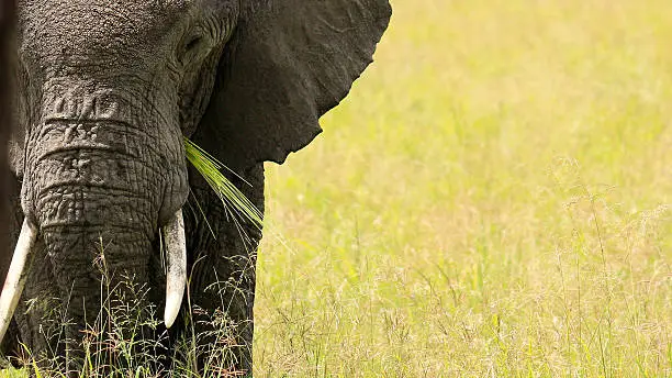 African elephant eating grass Serengeti plains Tanzania tusk ears safari wildlife big 5 game