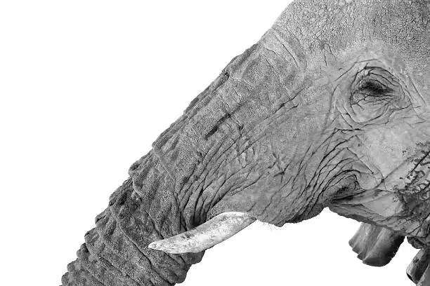 African elephant face portrait tusk trunk eye big 5 wildlife etosha namibia black and white