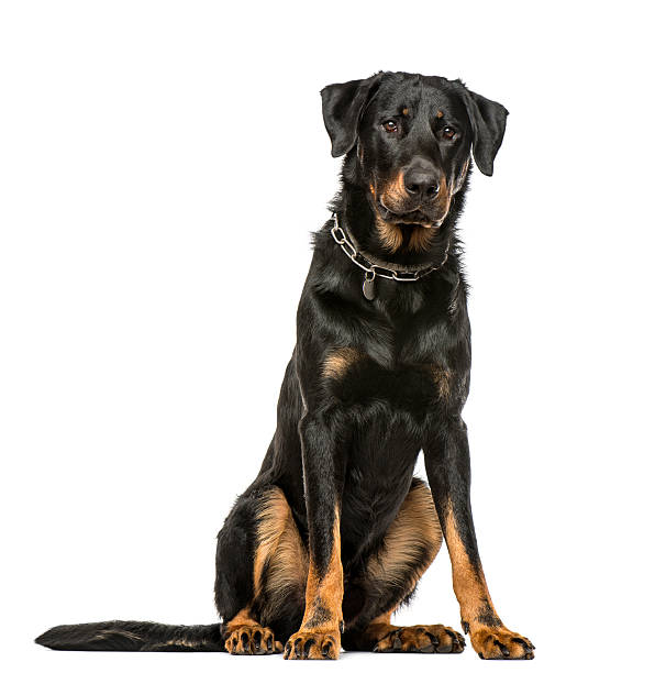 istock Beauceron sitting down, isolated on white background 611090080