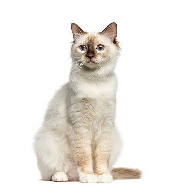istock Front view of a Birman cat sitting isolated on white 611090270