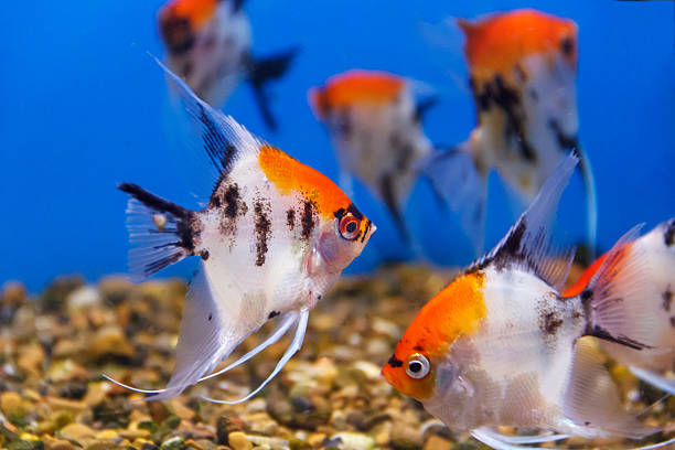 Several triangle shaped scalare fishes Several triangle shaped scalare fishes on blue background gold fish tank stock pictures, royalty-free photos & images