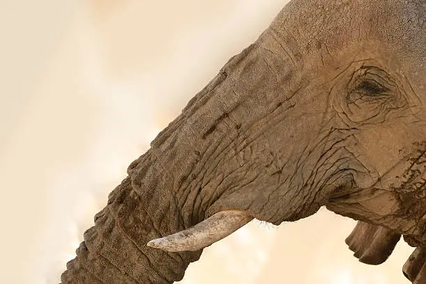 African_elephant tusk big_5 wildlife etosha namibia safari