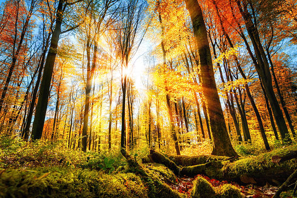 istock Autumn scenery in colorful sunny forest 611091492