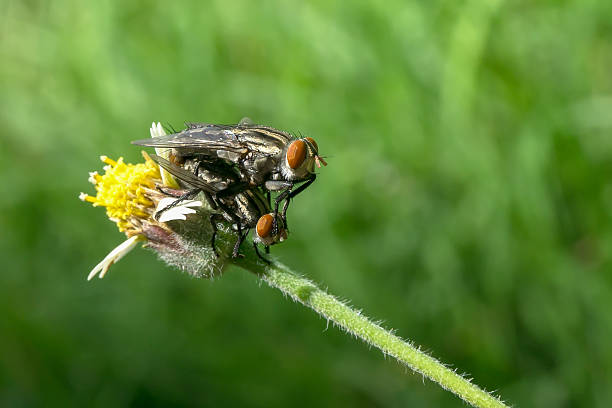 hodowla much na trawach kwiat - hybridize zdjęcia i obrazy z banku zdjęć
