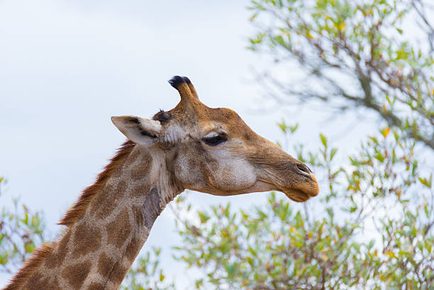 istock Giraffe profile and portrait, Kruger National Park 611092466