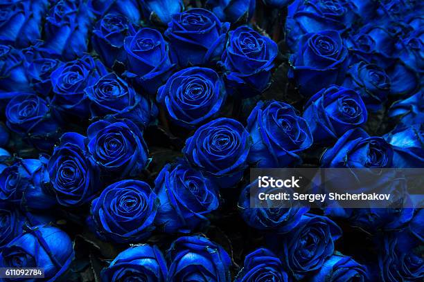Blue Roses Stock Photo - Download Image Now - Blue, Rose - Flower, Flower
