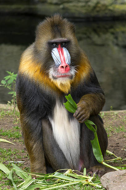 Mandrill Vertical shot of sitting mandrill. mandrill stock pictures, royalty-free photos & images
