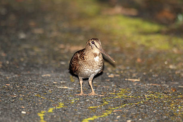 istock Amami Woodcock 611094500