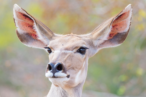 Cute elegant Kudu female head close up and portrait. Wildlife Safari in the Kruger National Park, the main travel destination in South Africa. Focused on eyes.