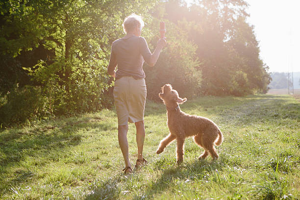 mujer mayor caminando con su perro entre campos y bosques - labradoodle fotografías e imágenes de stock