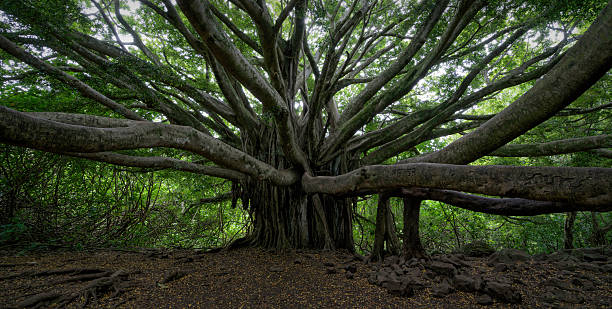 panorama del árbol de banyan - haleakala national park fotos fotografías e imágenes de stock