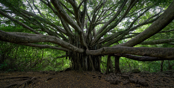 A panoramic image of the iconic Banyan Tree on the Pipiwai Trail, Haleakala National Park, Maui, Hawaii.