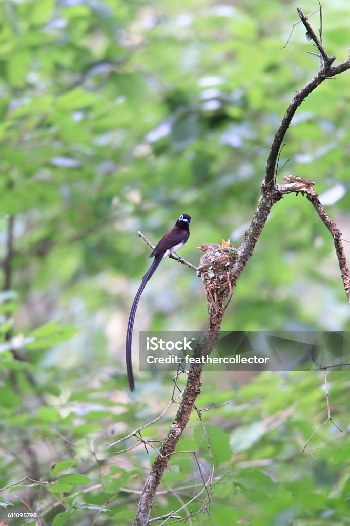 Japanese Paradise Flycatcher Stock Photo Download Image Now Animal