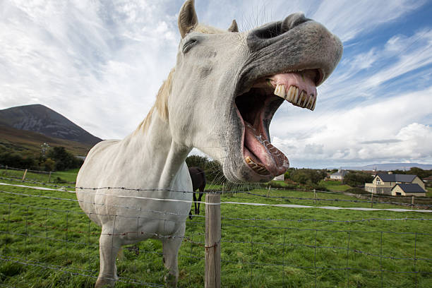 istock Humorous white horse with mouth open 611095976
